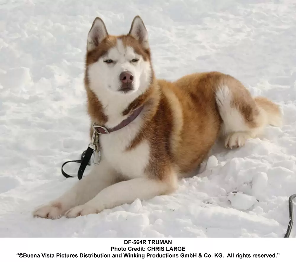 南極物語の画像