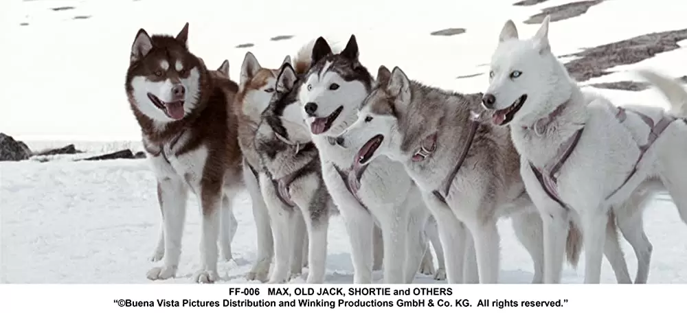 南極物語の画像