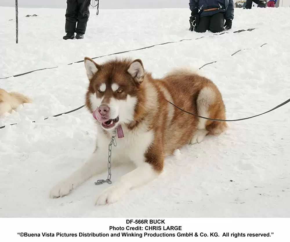 南極物語の画像