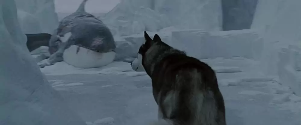 南極物語の画像