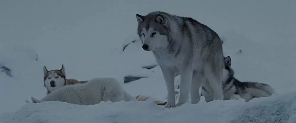 南極物語の画像