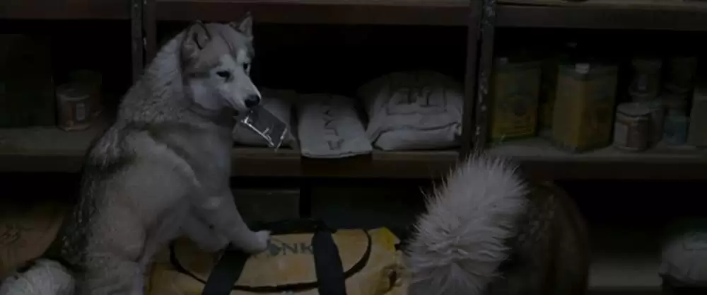 南極物語の画像