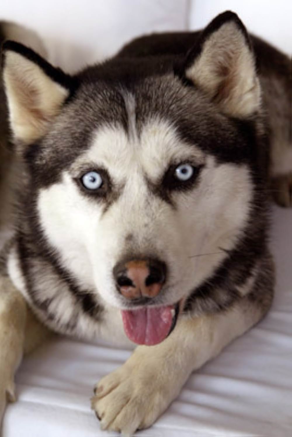 南極物語の画像