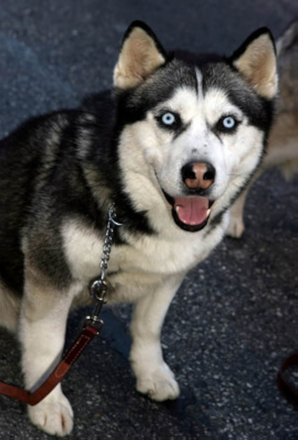 南極物語の画像