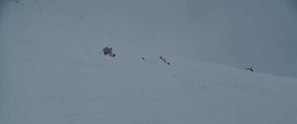 南極物語の画像