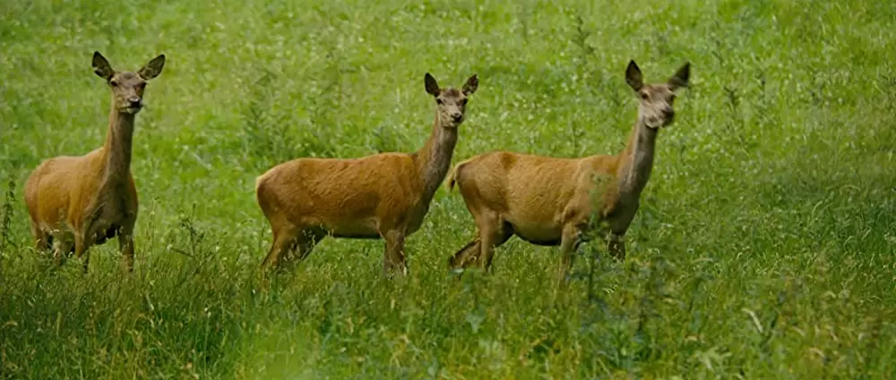 「アーサーと魔王マルタザールの逆襲」の画像