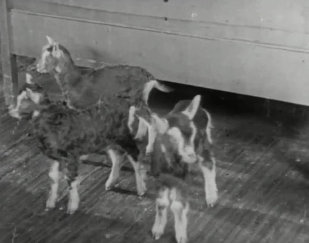 ヤギ君大好きの画像