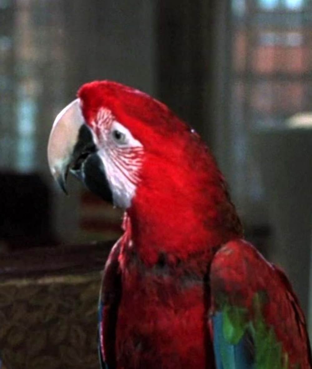 おまけつき新婚生活の画像