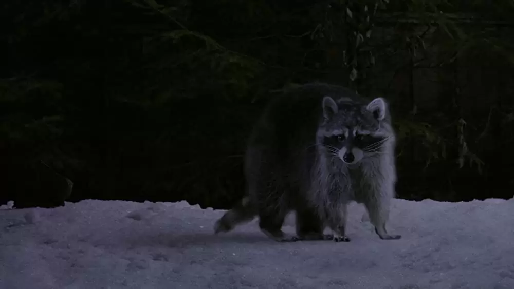 アメリカン・パイ in ハレンチ教科書の画像