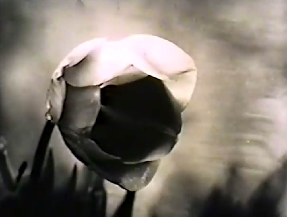 アラベスクの画像