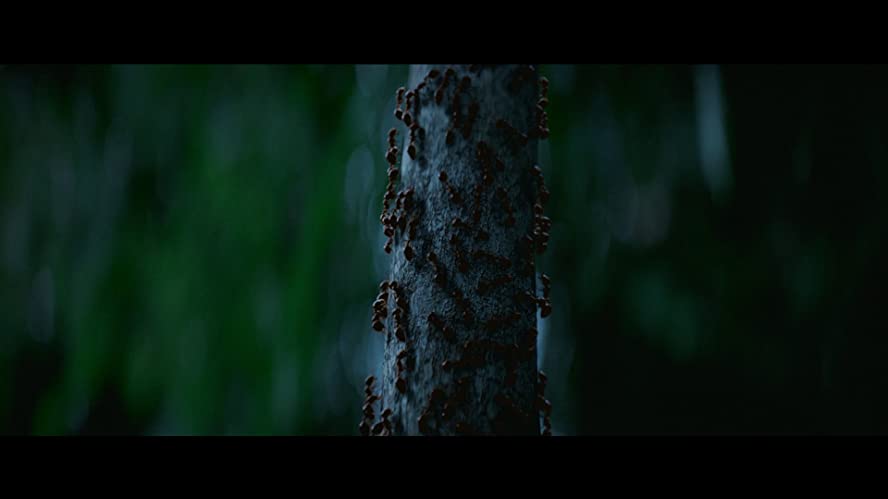 ジャングル ギンズバーグ19日間の軌跡の画像