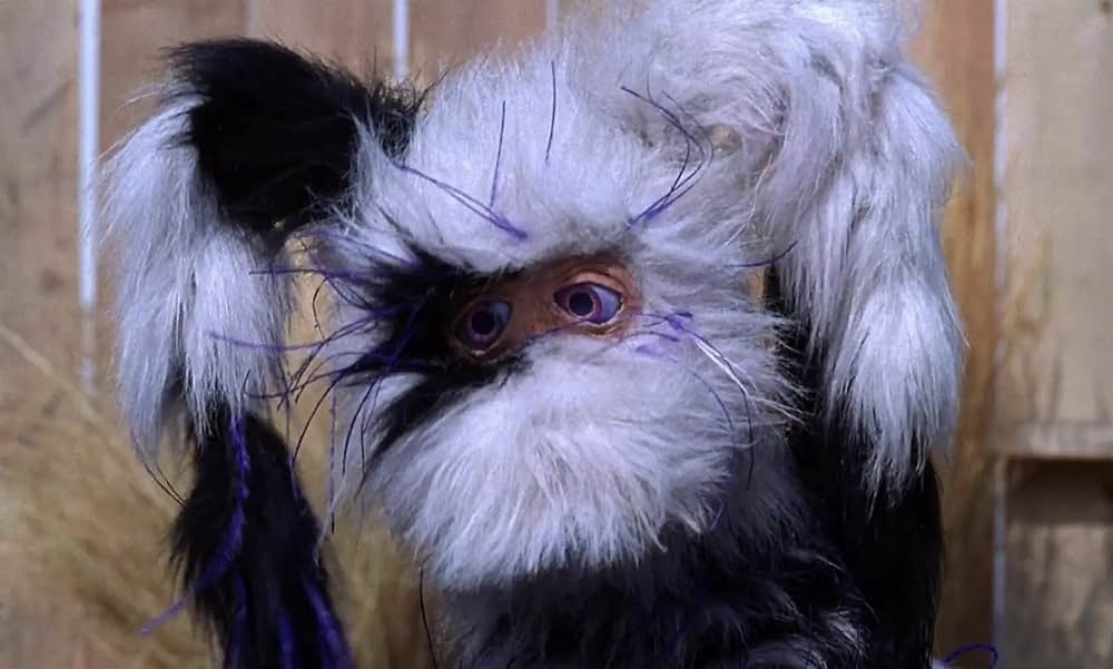 不思議なペットショップの画像