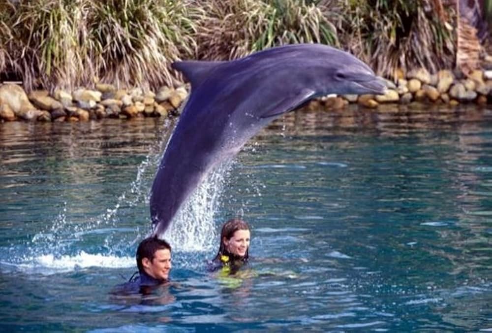 イルカがいた夏の画像