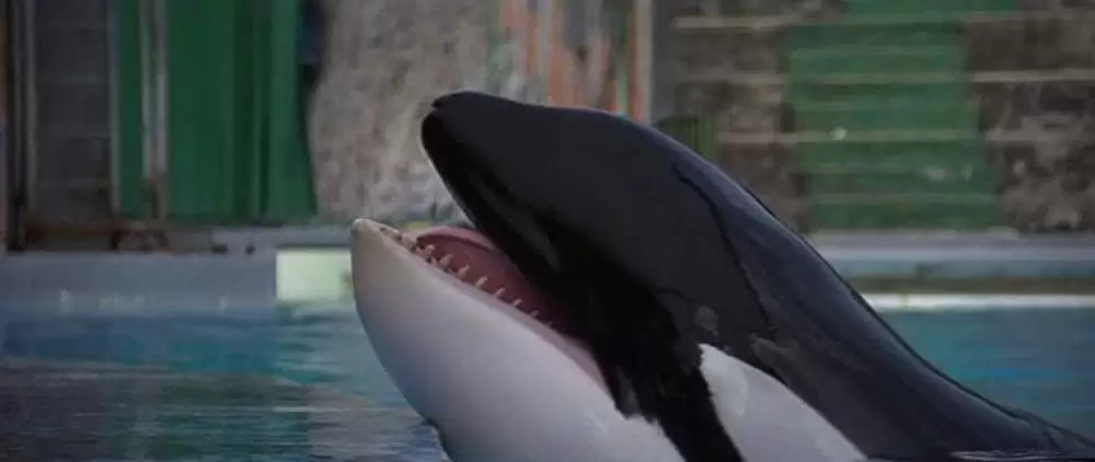 フリー・ウィリーの画像