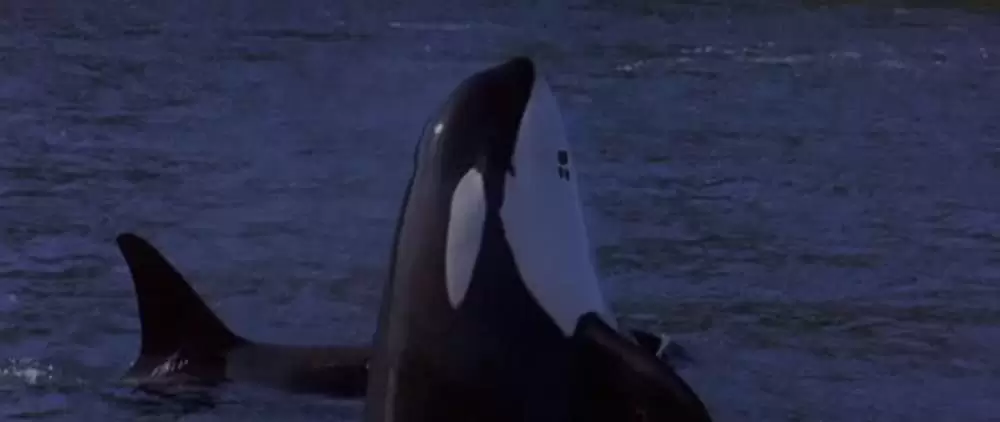 フリー・ウィリーの画像