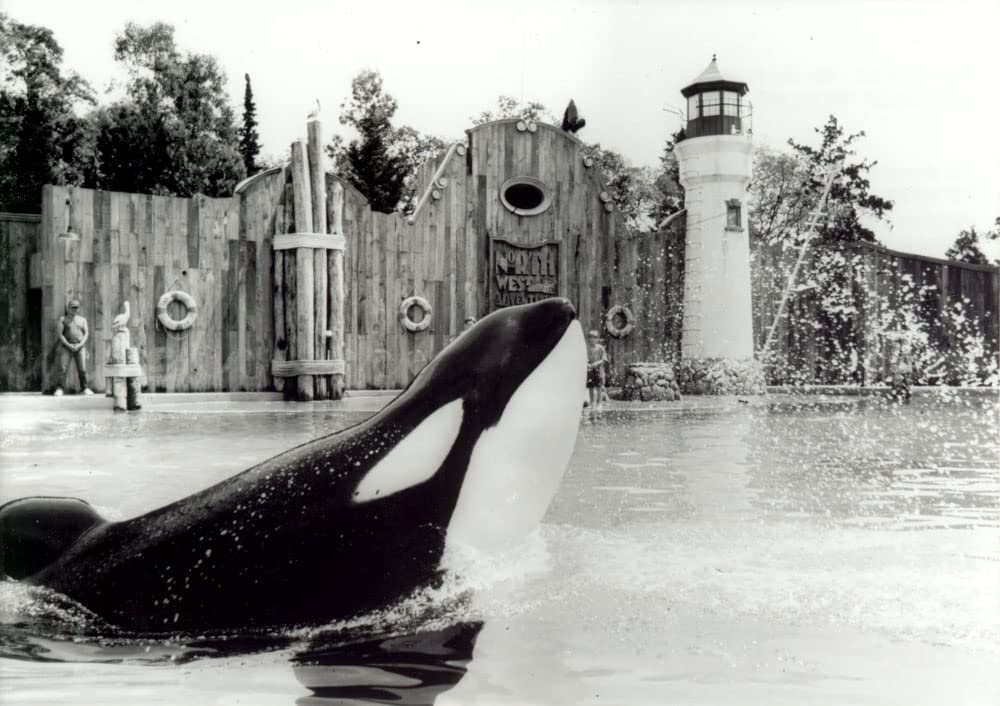 フリー・ウィリーの画像