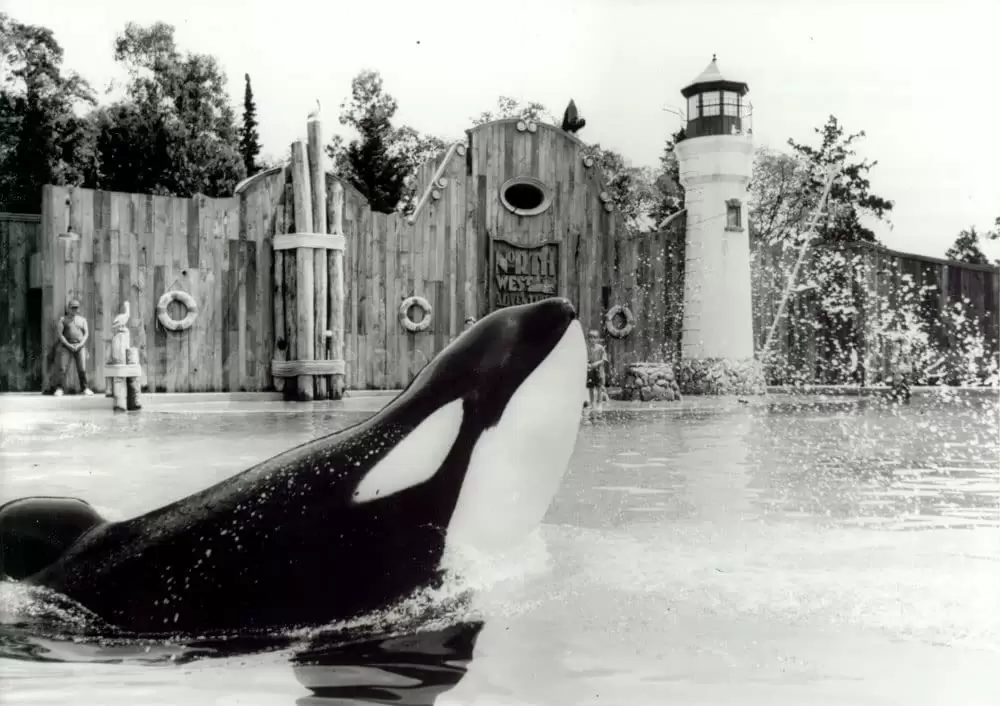 フリー・ウィリーの画像