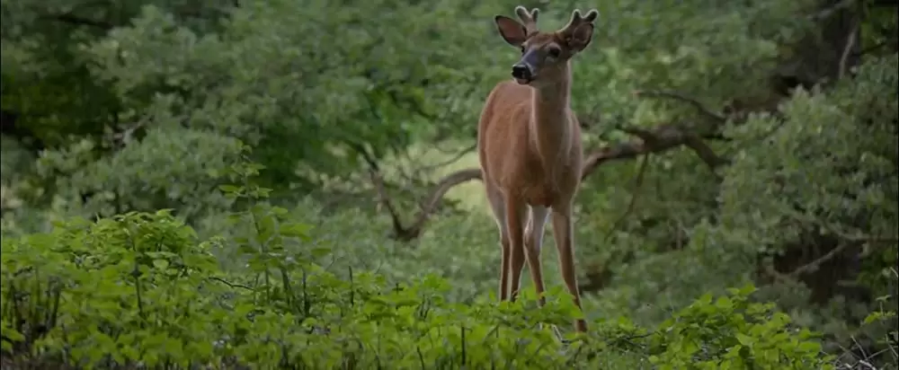 オフィーリア 奪われた王国の画像