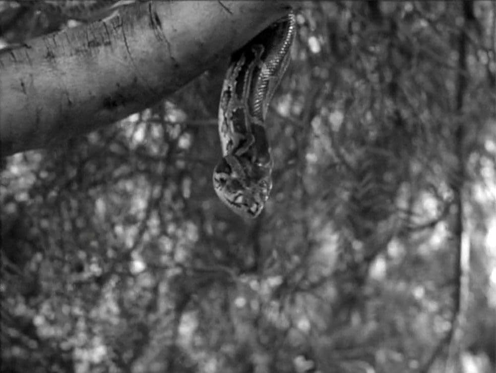 彼女 悪魔の画像