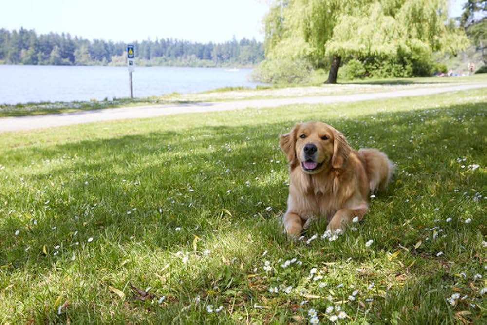 Love And Sunshine（原題）の画像