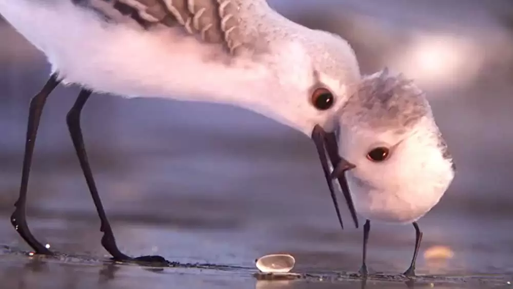 ひな鳥の冒険の画像