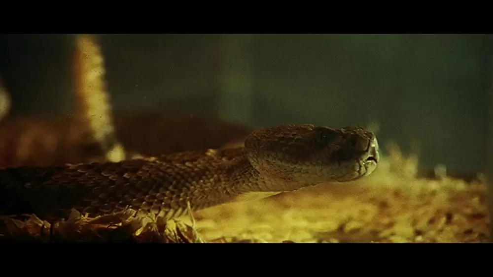 「スネーク・フライト」の画像