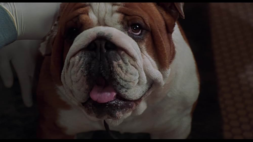 ヴァン・ワイルダーの画像