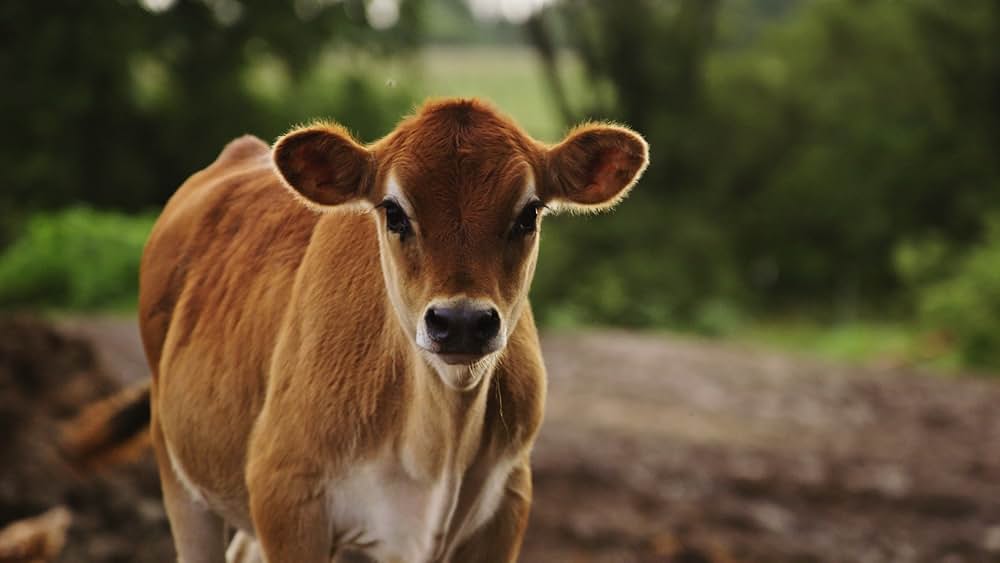 At the Fork（原題）の画像