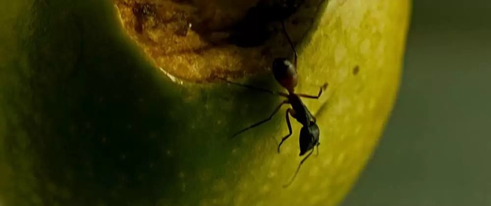 REVENGE リベンジの画像