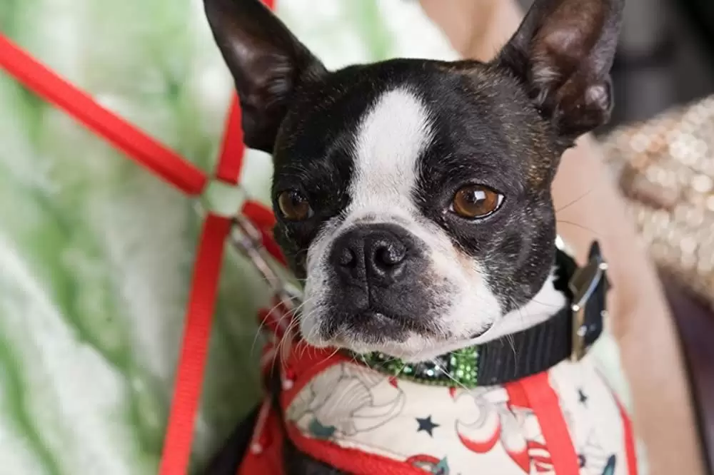 カレには言えない私のケイカクの画像