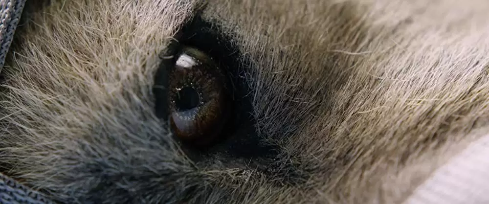 ラザロ・エフェクトの画像