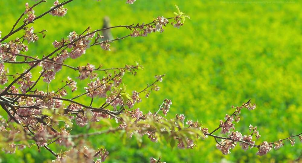 ヘルタースケルターの画像