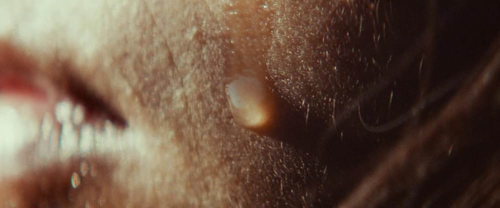 Animalia（原題）の画像