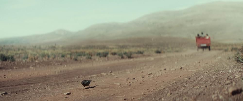 Animalia（原題）の画像