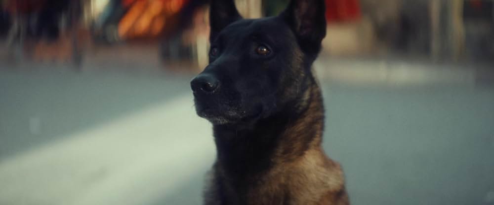 Animalia（原題）の画像