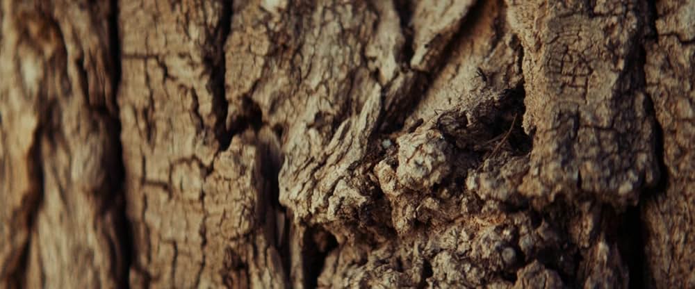 Animalia（原題）の画像