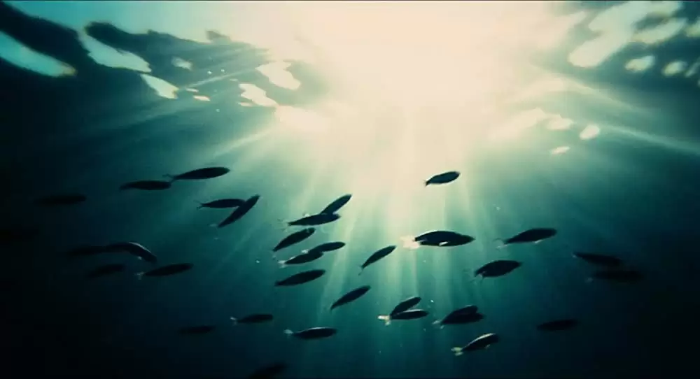 愛しのアクアマリンの画像