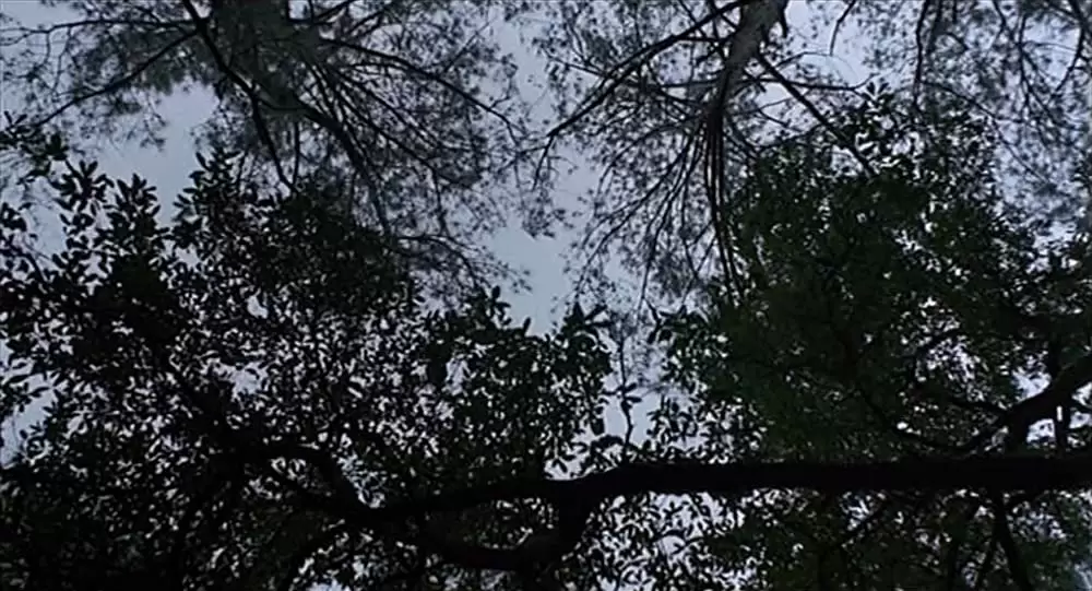 「ミラーズ・クロッシング」の画像