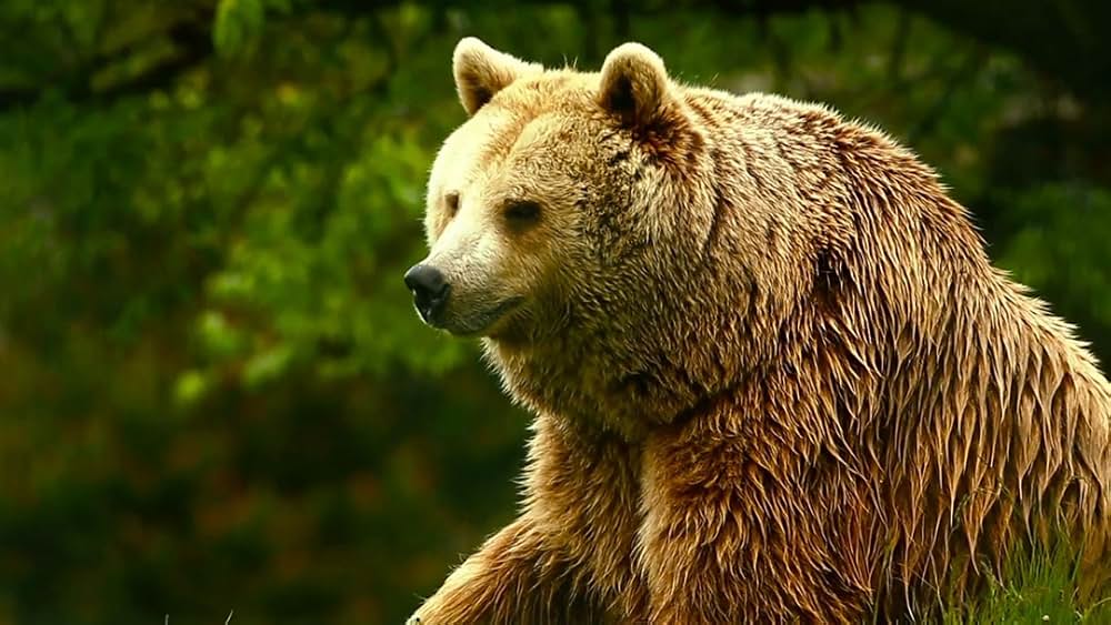 Unedited Footage of a Bear（原題）の写真