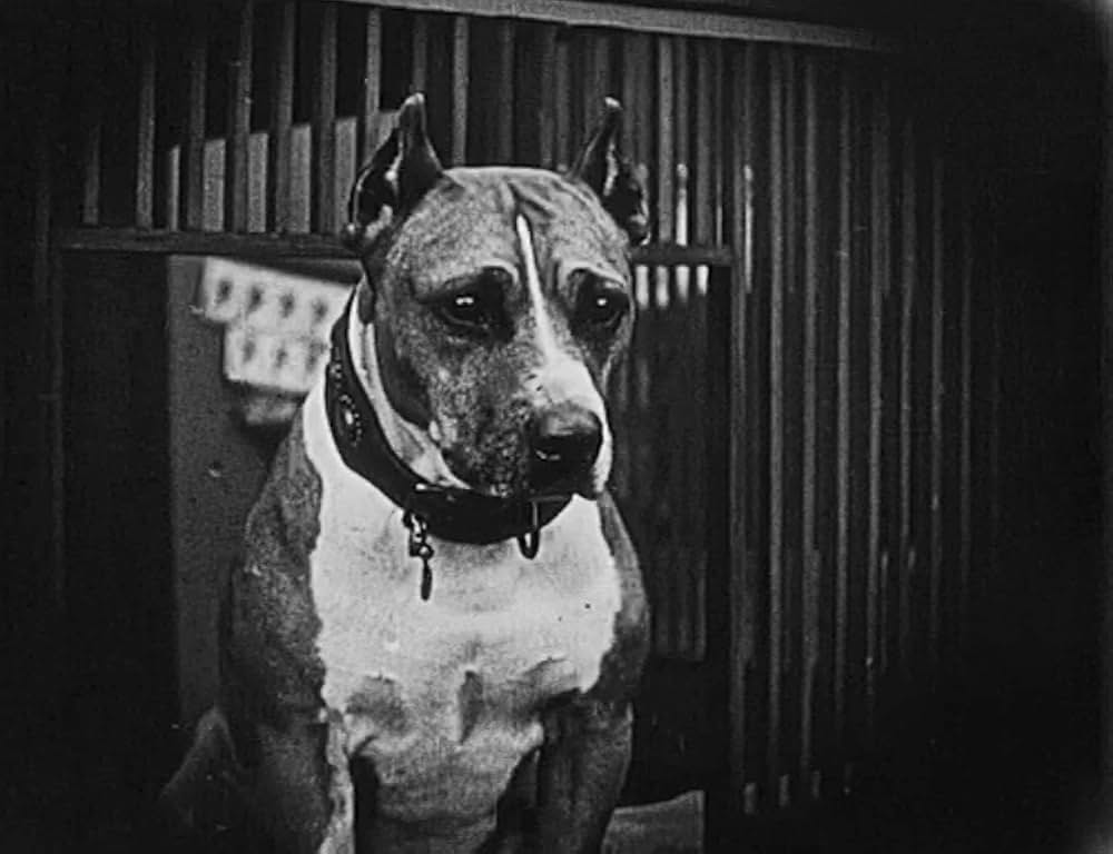 飼葉の種／にぎやか雑貨店の画像