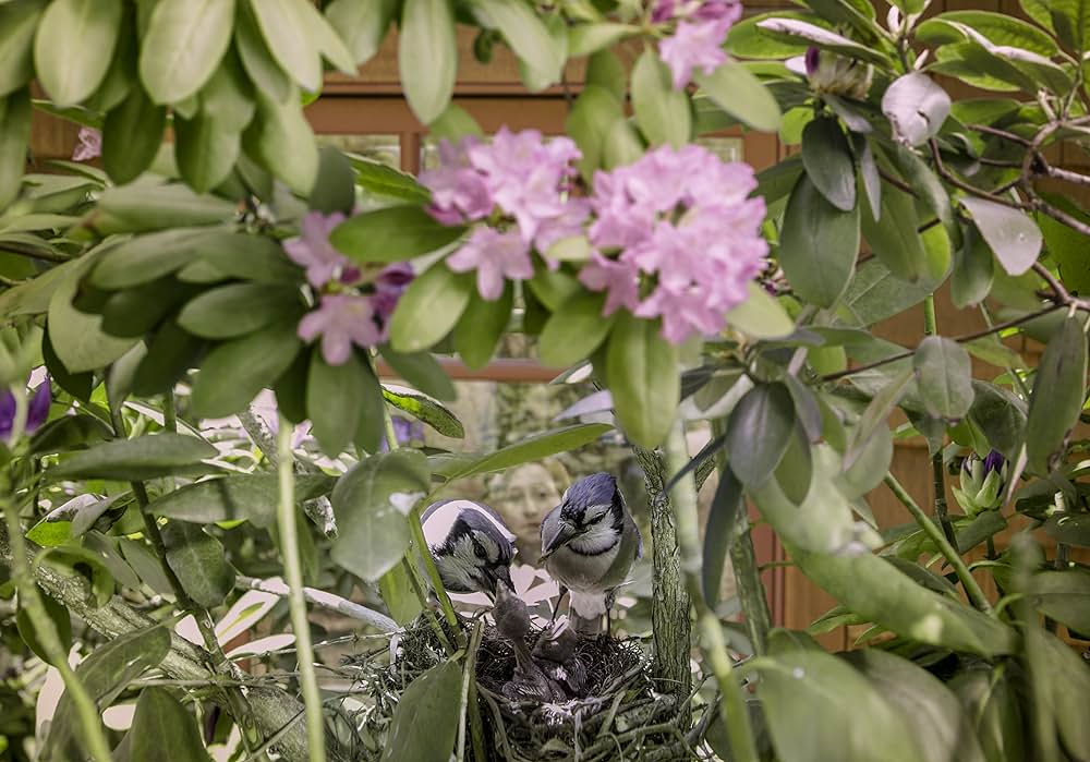 裏庭の風景 身近なワイルドライフの画像