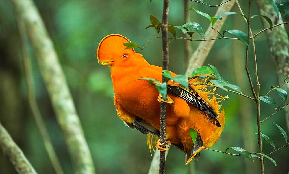 ダンシング・ウィズ・バード 驚きの求愛ダンスの画像