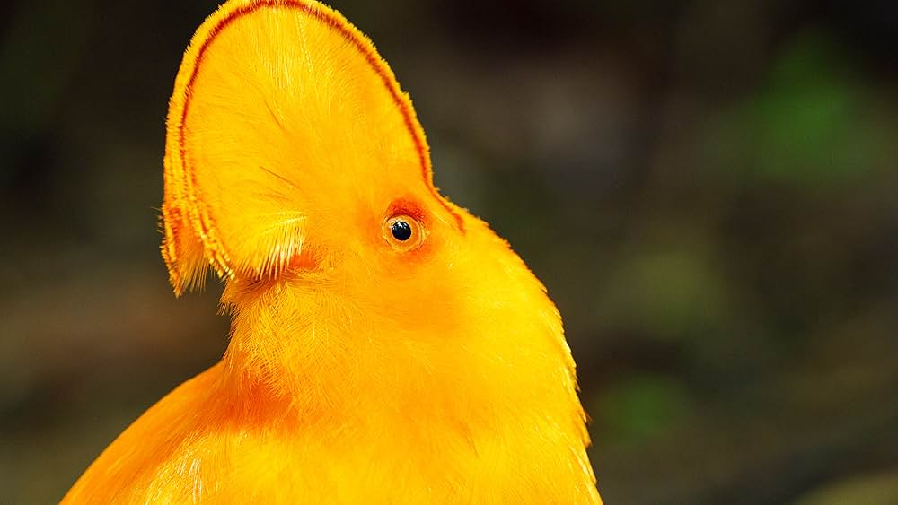 ダンシング・ウィズ・バード 驚きの求愛ダンスの画像