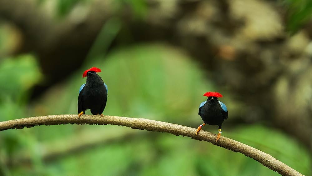 ダンシング・ウィズ・バード 驚きの求愛ダンスの画像