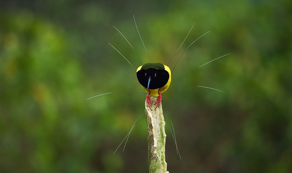 ダンシング・ウィズ・バード 驚きの求愛ダンスの画像