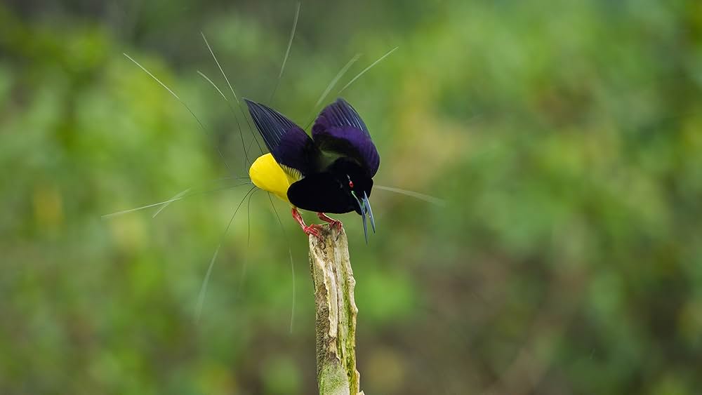 ダンシング・ウィズ・バード 驚きの求愛ダンスの画像