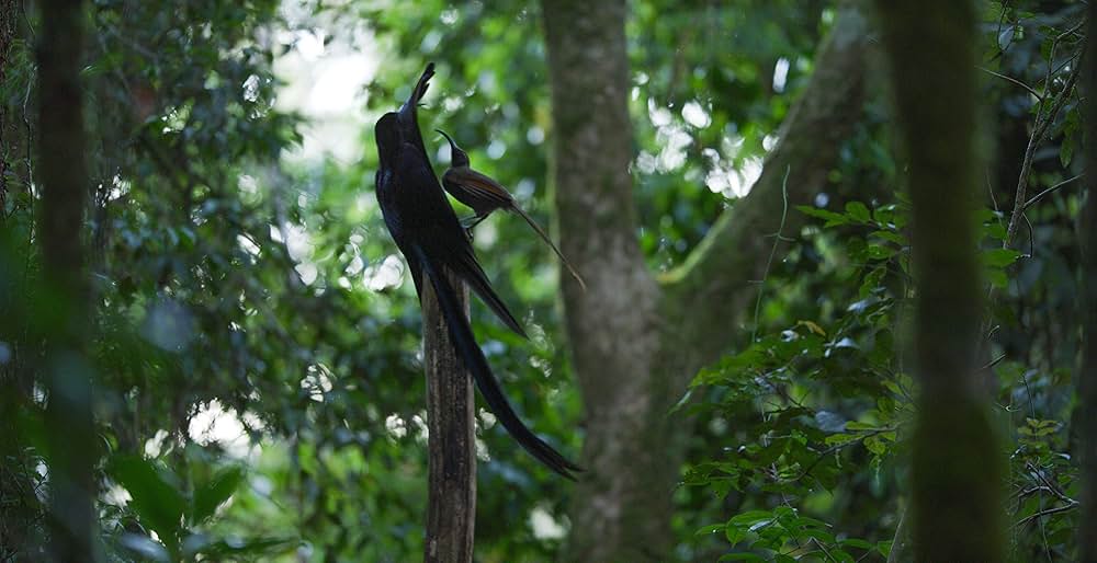 ダンシング・ウィズ・バード 驚きの求愛ダンスの画像