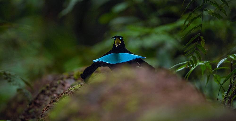 ダンシング・ウィズ・バード 驚きの求愛ダンスの画像