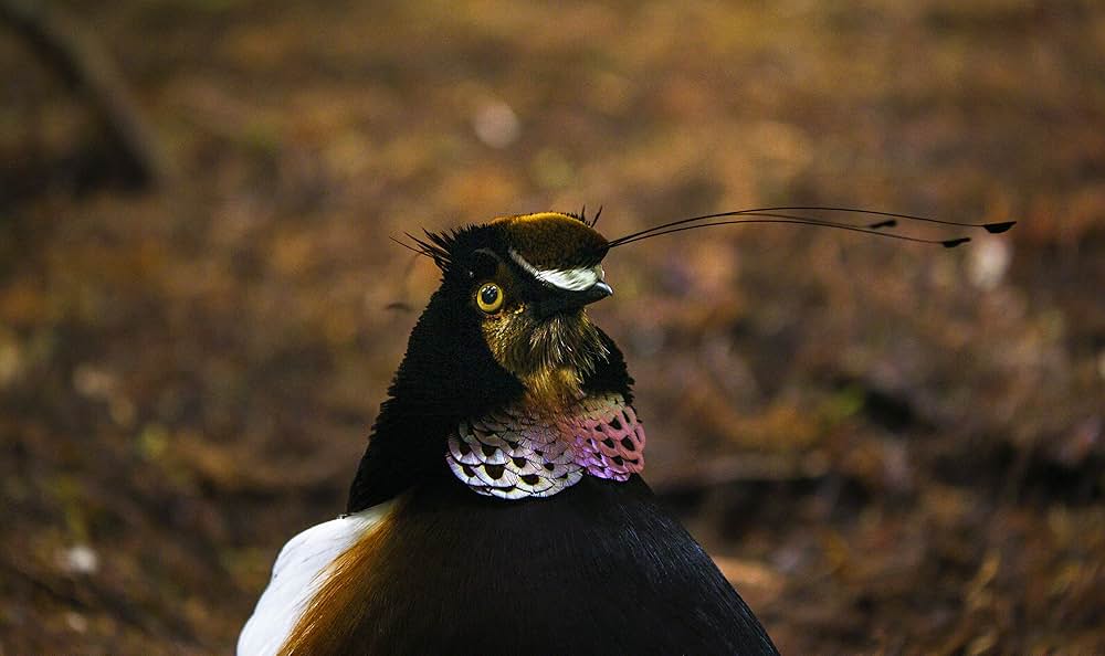ダンシング・ウィズ・バード 驚きの求愛ダンスの画像