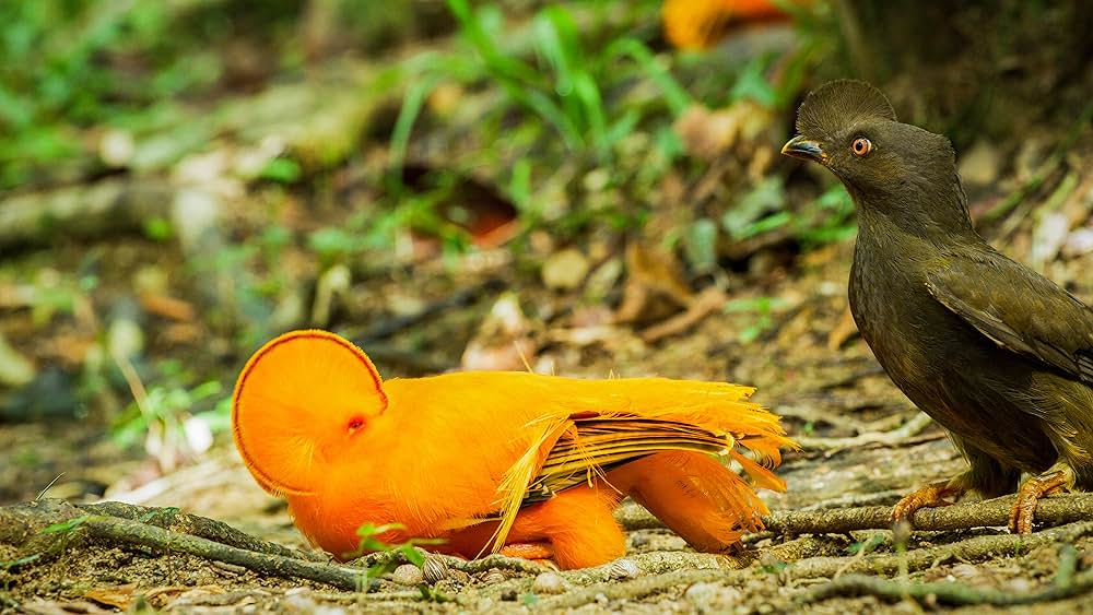 ダンシング・ウィズ・バード 驚きの求愛ダンスの画像